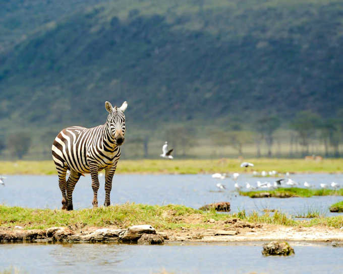 6-Day Tanzania Safari: Serengeti and Ngorongoro Crater