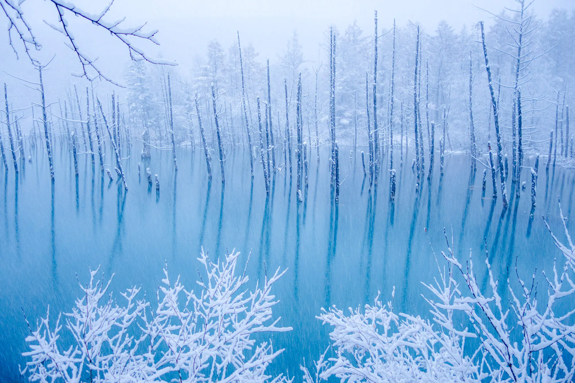Blue Pond in winter, snow-covered trees and water, Biei, Hokkaido.