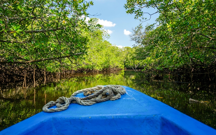 Boat navigating through lush mangrove forest.