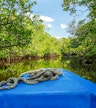Mangrove båttur (tillval)