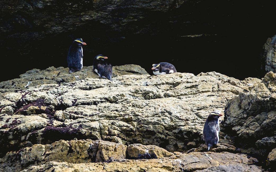 Fiordland crested penguins on rocky shore, Doubtful Sound Wilderness Cruise.