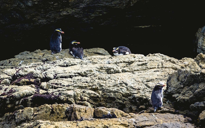 Fiordland crested penguins on rocky shore, Doubtful Sound Wilderness Cruise.