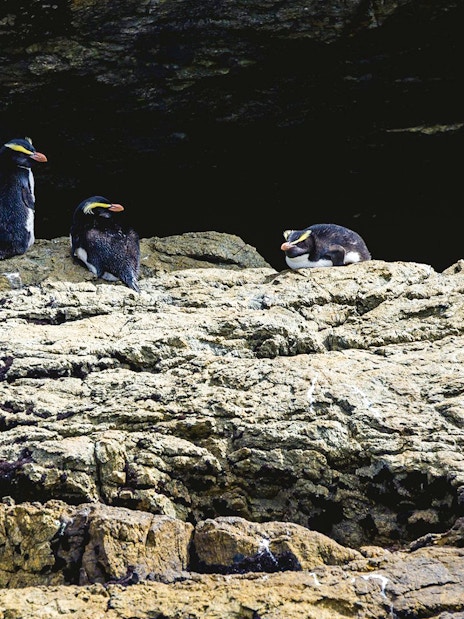 Fiordland crested penguins on rocky shore, Doubtful Sound Wilderness Cruise.