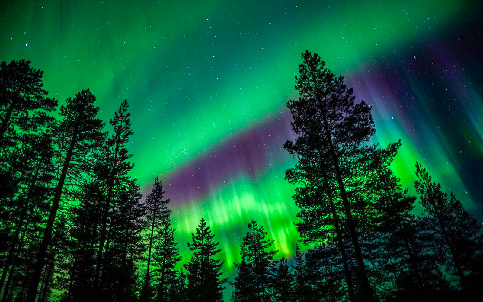 Northern lights over a forest during Northern Lights Chase tour.