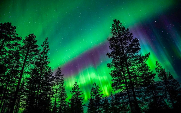Northern lights over a forest during Northern Lights Chase tour.