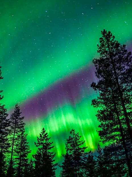 Northern lights over a forest during Northern Lights Chase tour.