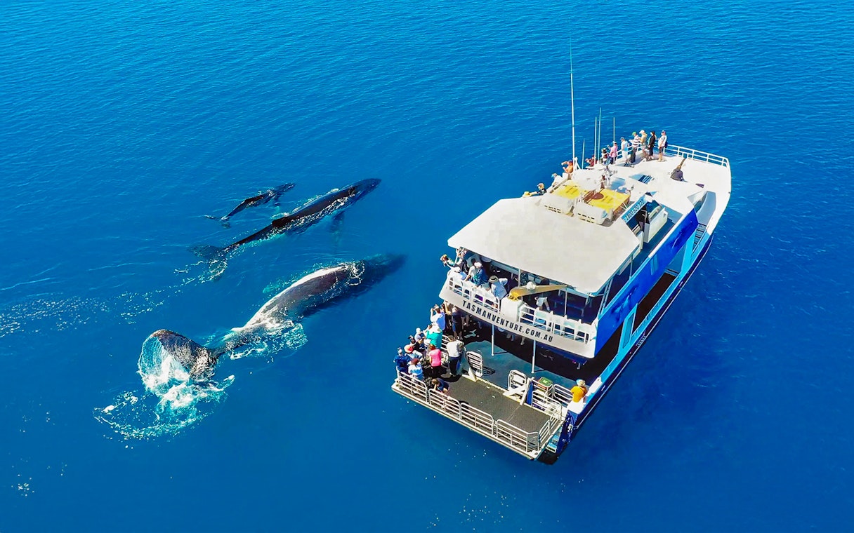 Aerial view of whale watching tour near Fraser Island with whales swimming beside a ship.