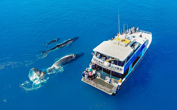 Aerial view of whale watching tour near Fraser Island with whales swimming beside a ship.