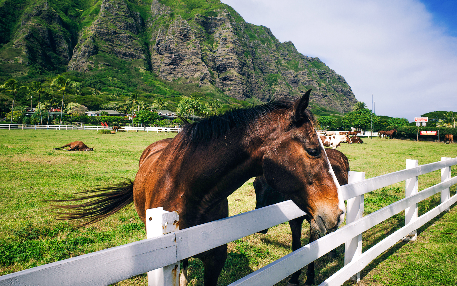 Horse grazing near fence at Kualoa Ranch, Hawaii with lush mountains in background.