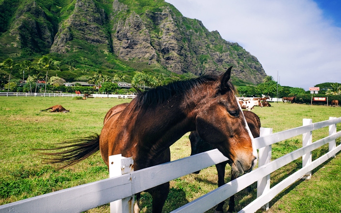 Horse grazing near fence at Kualoa Ranch, Hawaii with lush mountains in background.