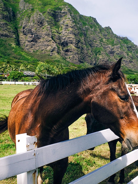 Horse grazing near fence at Kualoa Ranch, Hawaii with lush mountains in background.