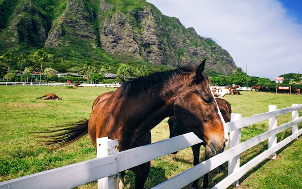 Horse grazing near fence at Kualoa Ranch, Hawaii with lush mountains in background.