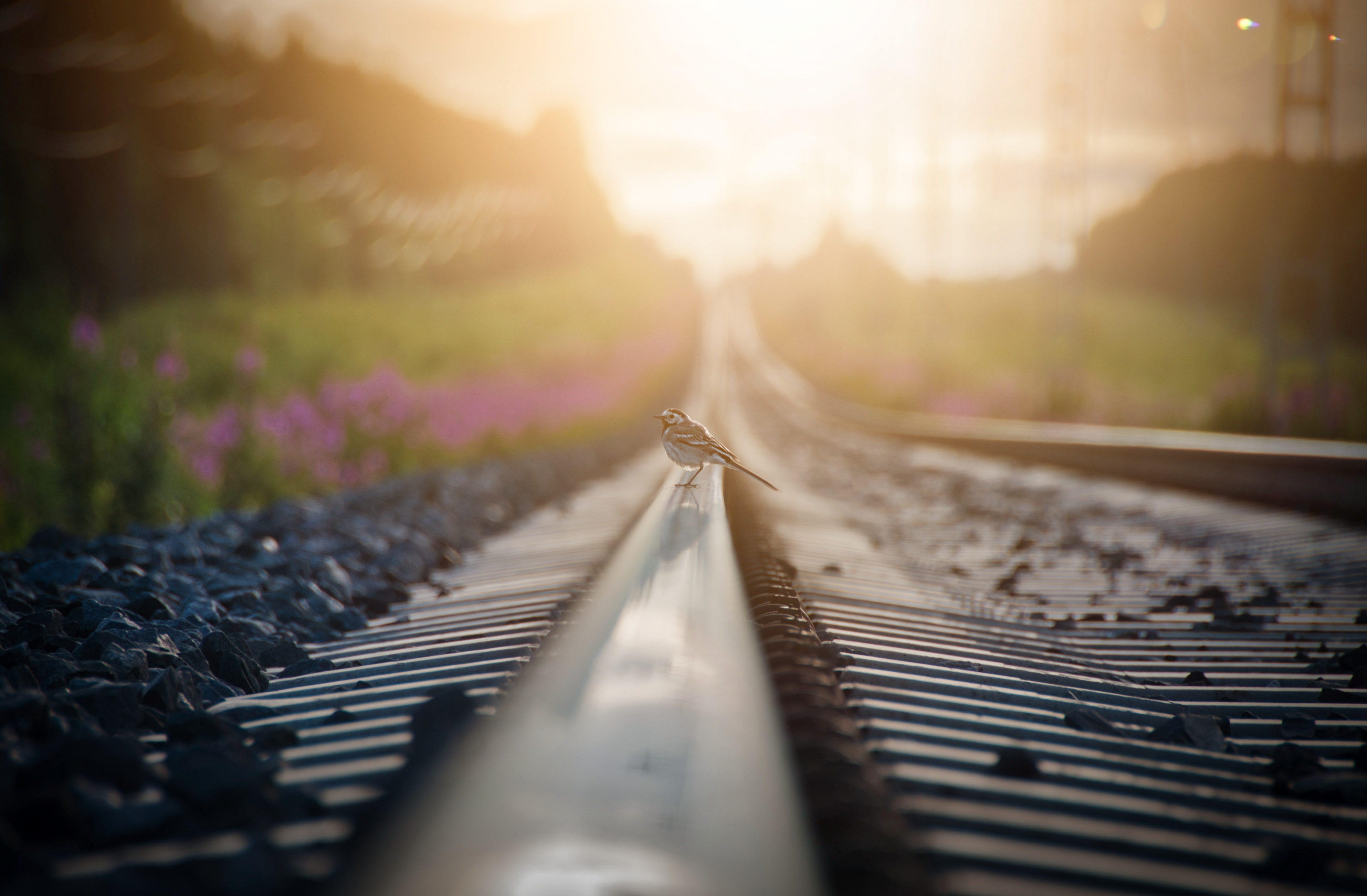 directions to gatorland