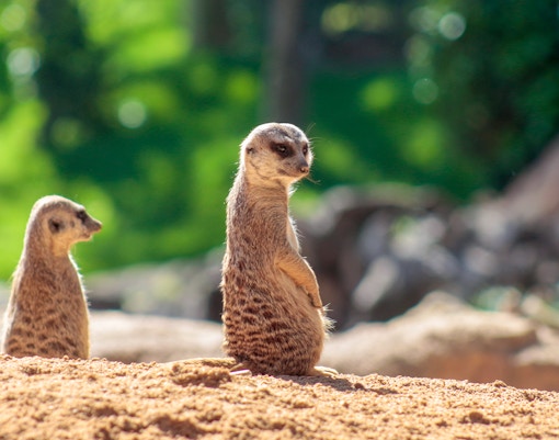 Meerkats standing on sandy ground at Bioparc Valencia.