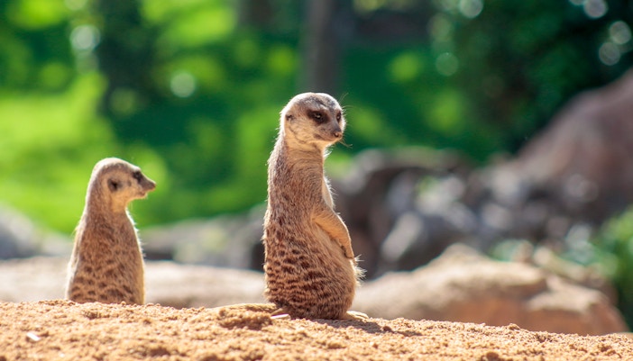 Meerkats standing on sandy ground at Bioparc Valencia.
