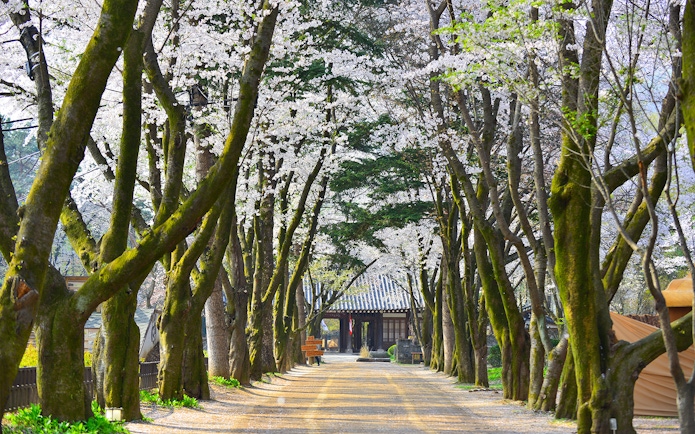 Cherry blossom path on Nami Island, South Korea, part of Alpaca World Day Tour.