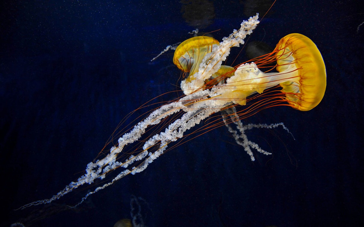 Jellyfish swimming at Enoshima Aquarium, Japan.