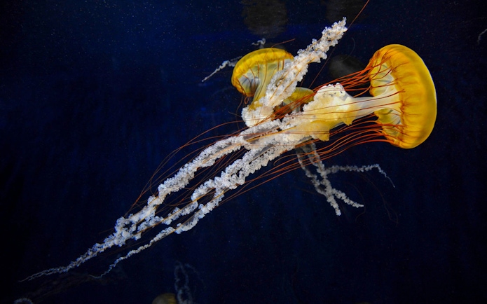 Jellyfish swimming at Enoshima Aquarium, Japan.