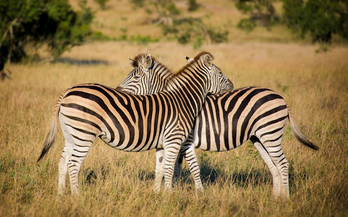 Two zebras standing in a grassy field in South Africa.