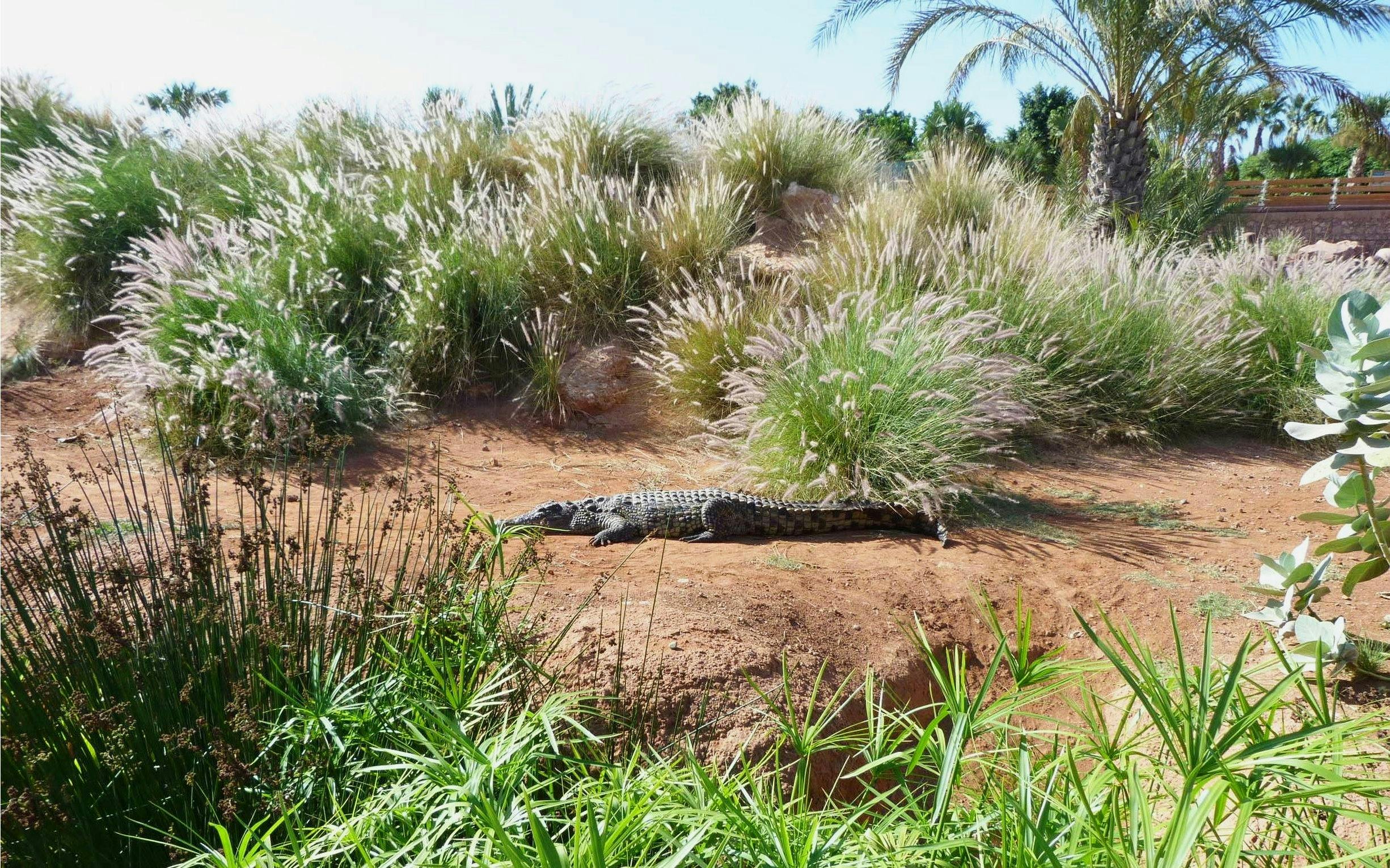 Nile crocodile resting in Crocoparc, Crocodile Park Morocco amidst lush vegetation.