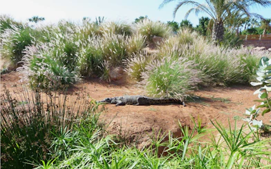 Nile crocodile resting in Crocoparc, Crocodile Park Morocco amidst lush vegetation.