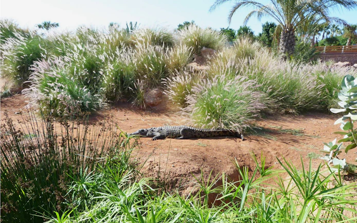 Nile crocodile resting in Crocoparc, Crocodile Park Morocco amidst lush vegetation.