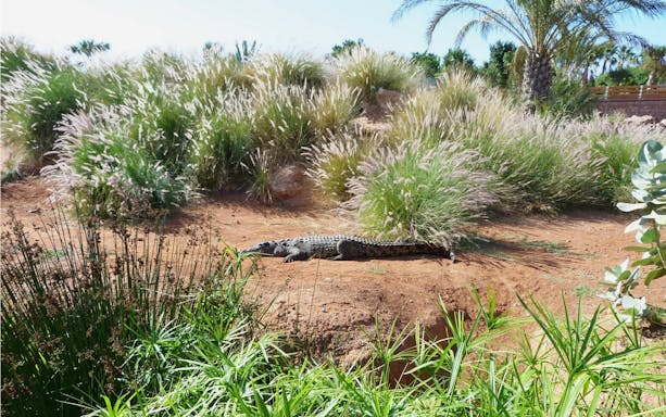 Nile crocodile resting in Crocoparc, Crocodile Park Morocco amidst lush vegetation.