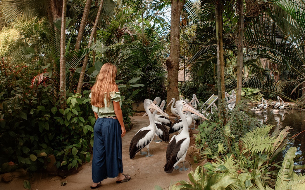 Visitor observing pelicans at Bali Bird Park amidst lush greenery.