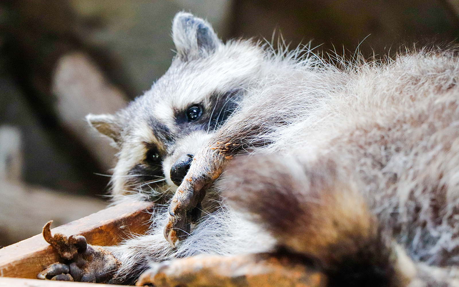 Raccoon resting on wooden platform in a natural setting.