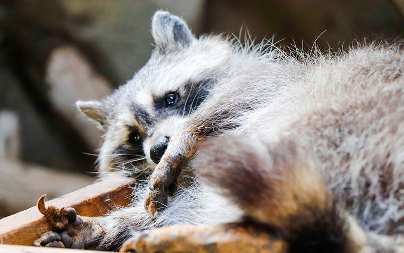 Raccoon resting on wooden platform in a natural setting.