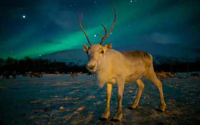 Reindeer under Northern Lights in Tromso, Norway.