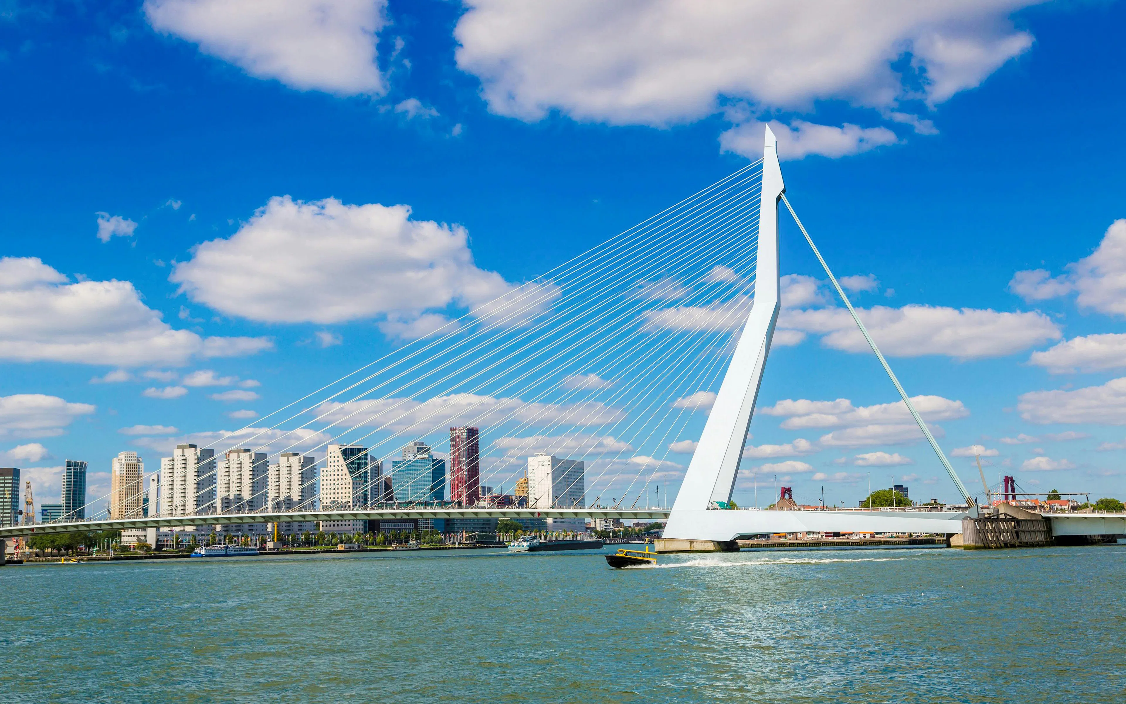 Erasmus Bridge spanning the Nieuwe Maas River in Rotterdam with city skyline.