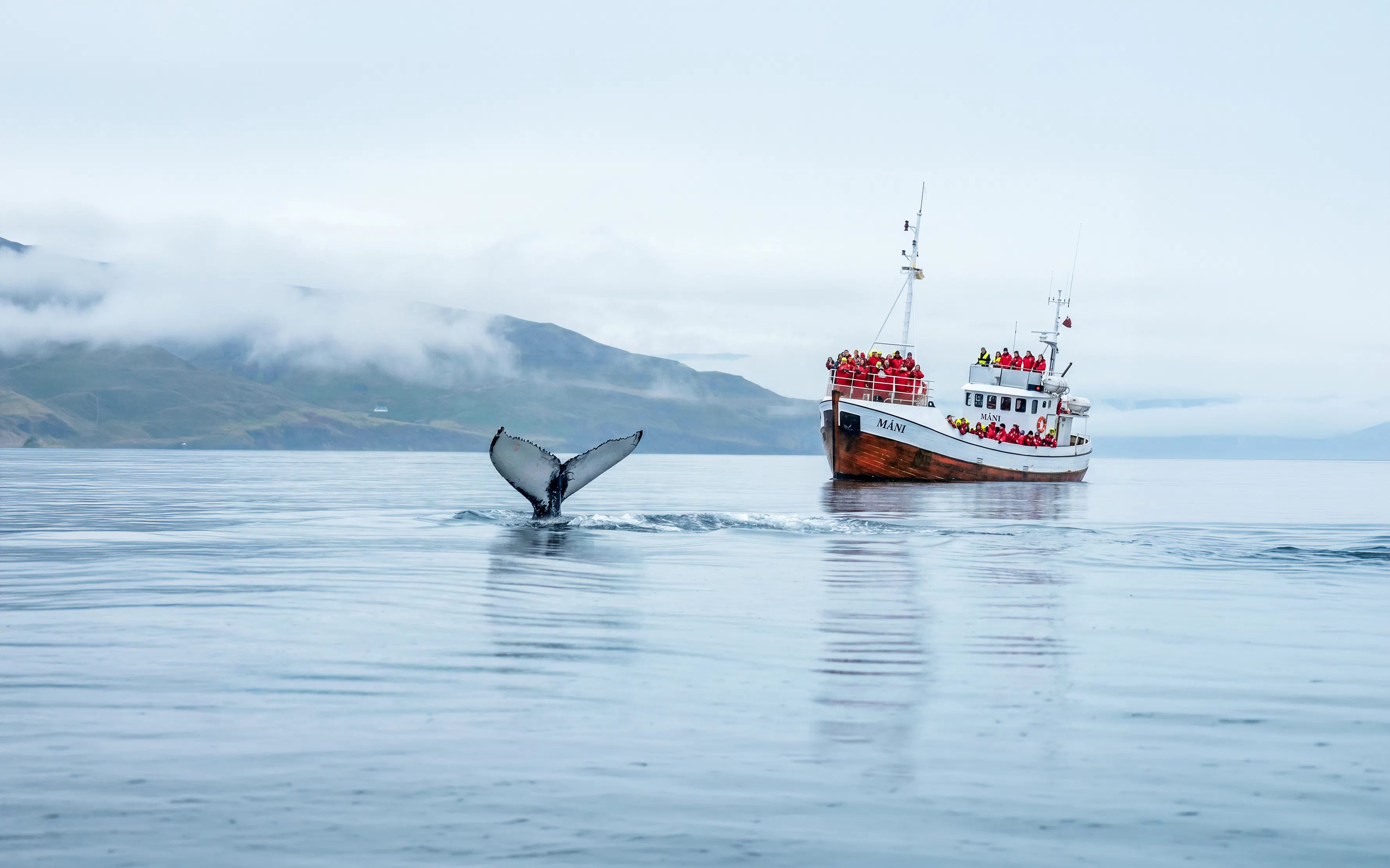 Whale tail near tour boat in Dalvik, Northern Iceland.