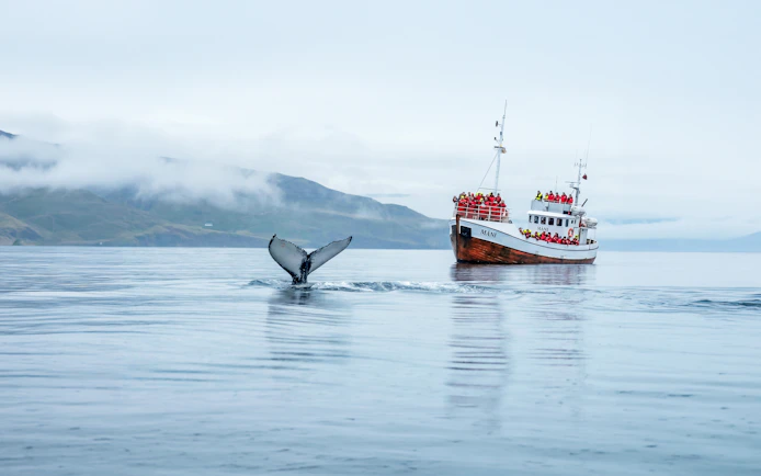 Whale tail near tour boat in Dalvik, Northern Iceland.