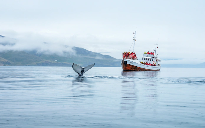 Whale tail near tour boat in Dalvik, Northern Iceland.