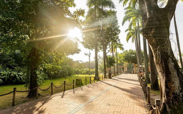 Sunlit pathway lined with trees at BioParque Rio, Rio de Janeiro, Brazil.