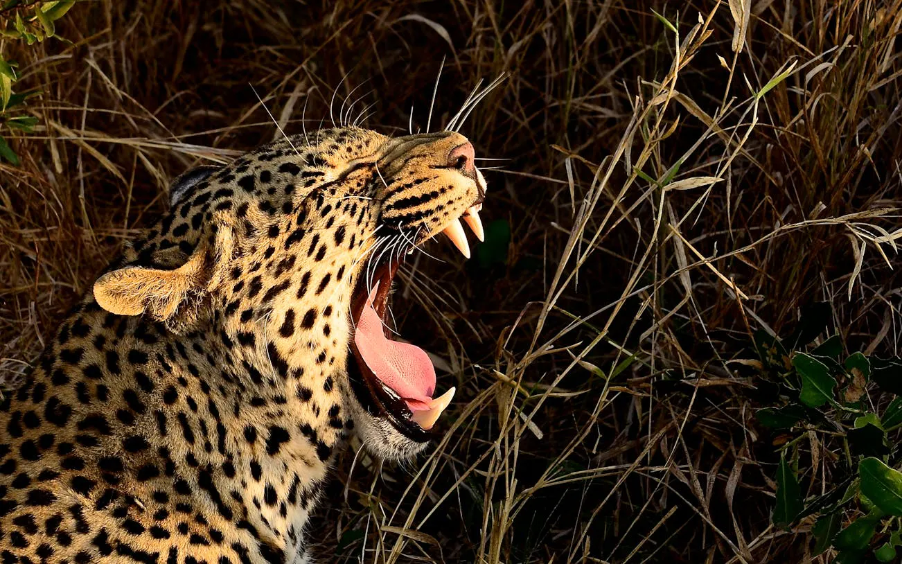 Hluhluwe-Imfolozi Park Guided Safari & Wild Cat Sanctuary Tour from Durban Image 9
