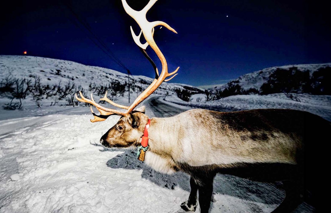 Reindeer in snowy landscape during Northern Lights Chase Tour from Tromso.