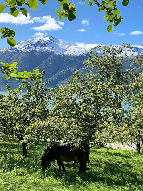 Horse grazing in apple orchard at Spildegarden with Hardangerfjorden view.