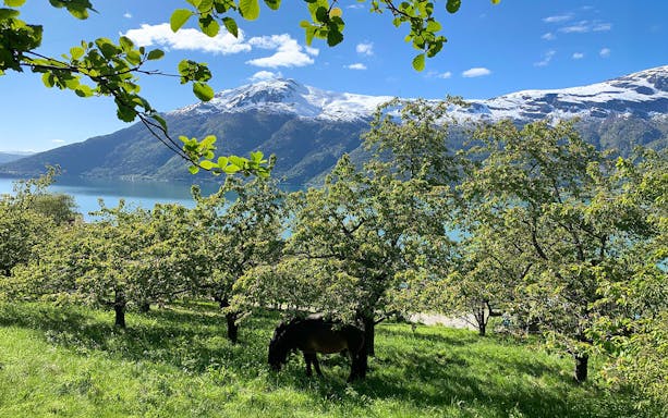 Horse grazing in apple orchard at Spildegarden with Hardangerfjorden view.