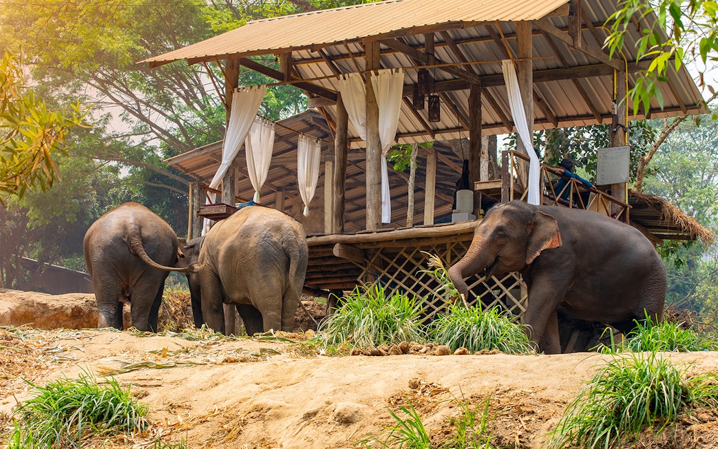 Elephants near a wooden structure at Maetaman Elephant Camp, Chiang Mai, Northern Thailand.