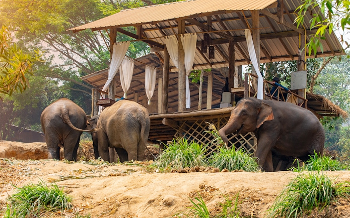 Elephants near a wooden structure at Maetaman Elephant Camp, Chiang Mai, Northern Thailand.