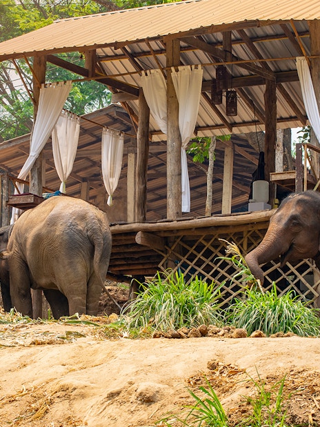 Elephants near a wooden structure at Maetaman Elephant Camp, Chiang Mai, Northern Thailand.