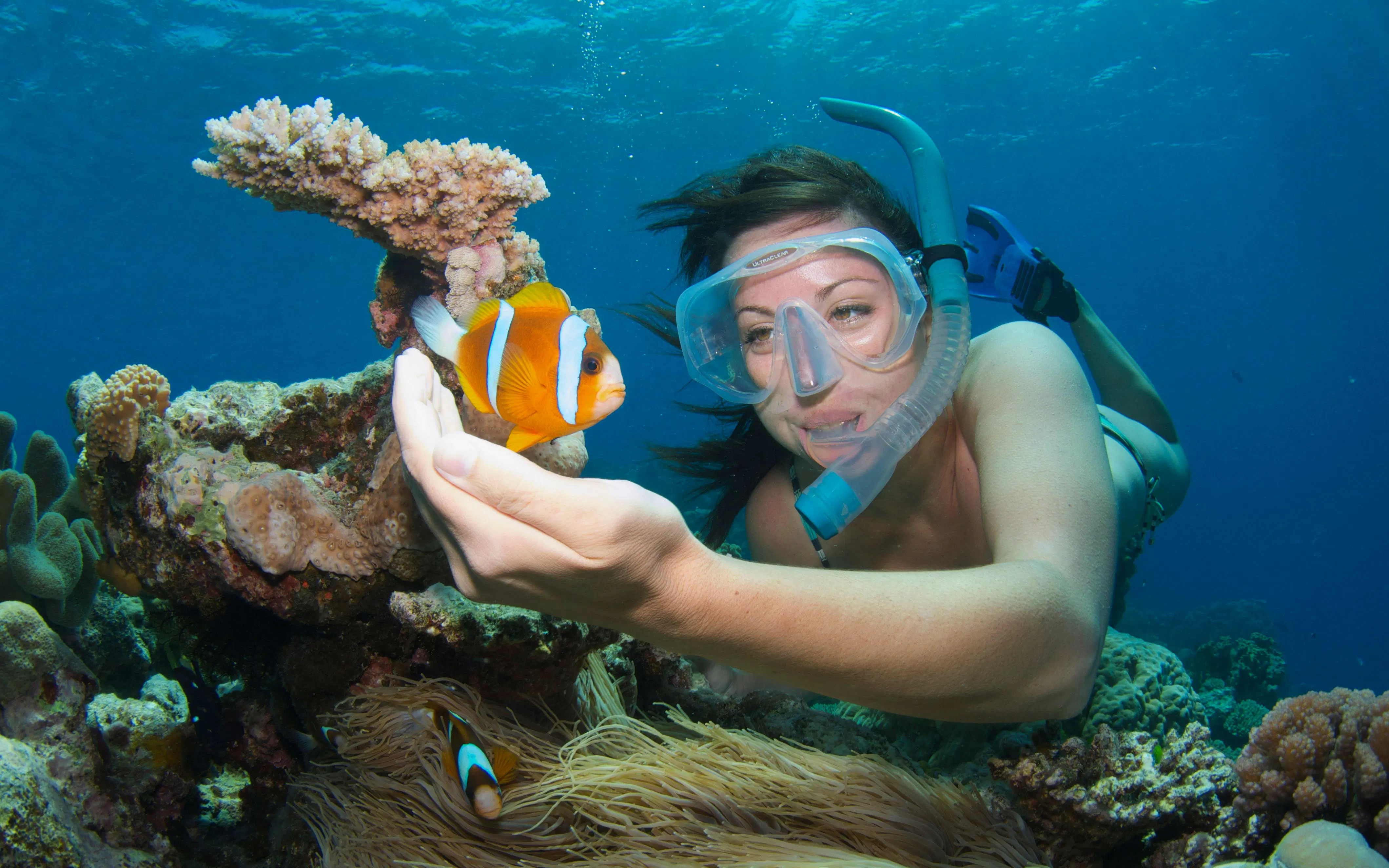 Snorkeler observing clownfish near coral in Great Barrier Reef.