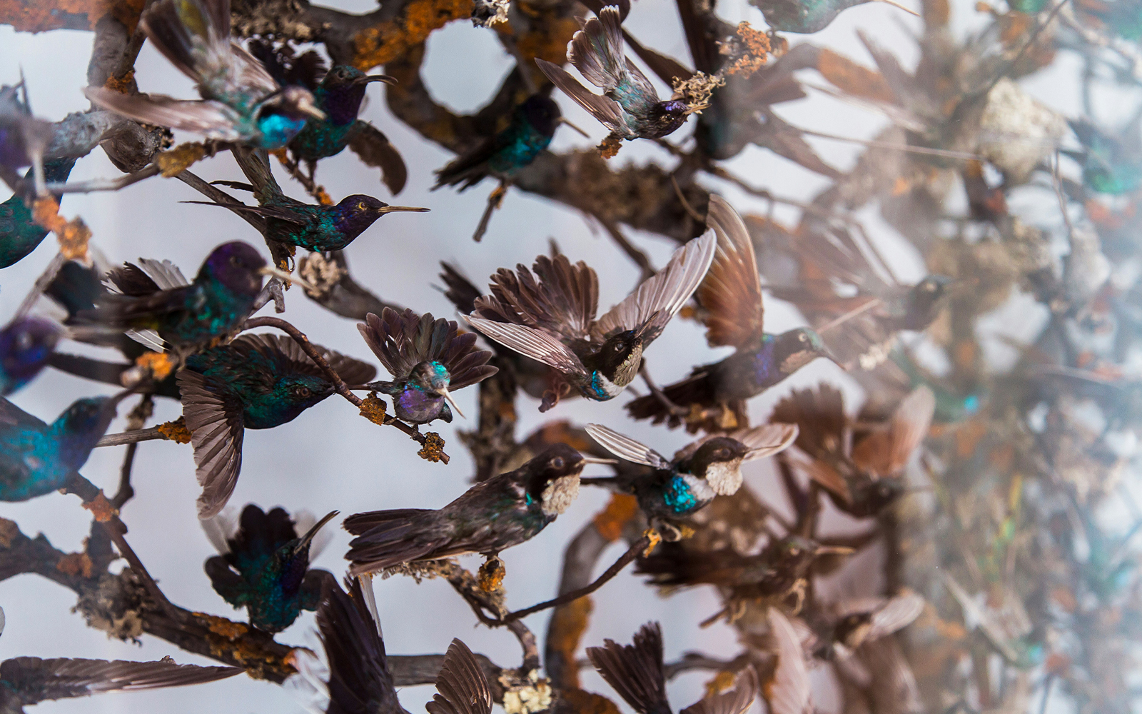 Dinosaur skeleton exhibit at the Natural History Museum, London.