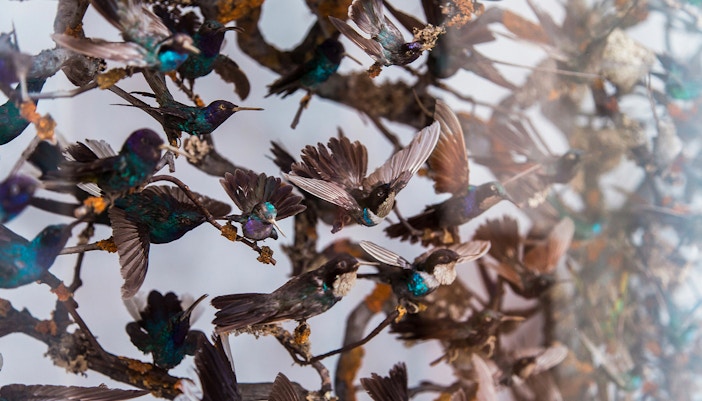 Dinosaur skeleton exhibit at the Natural History Museum, London.