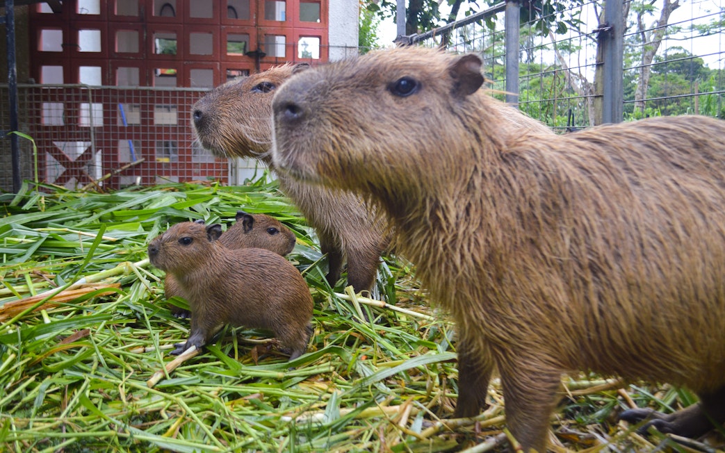 Capybaras in a grassy enclosure at Okinawa Neo Park.