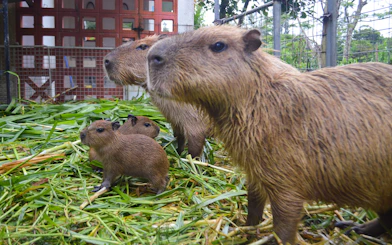 Capybaras in a grassy enclosure at Okinawa Neo Park.