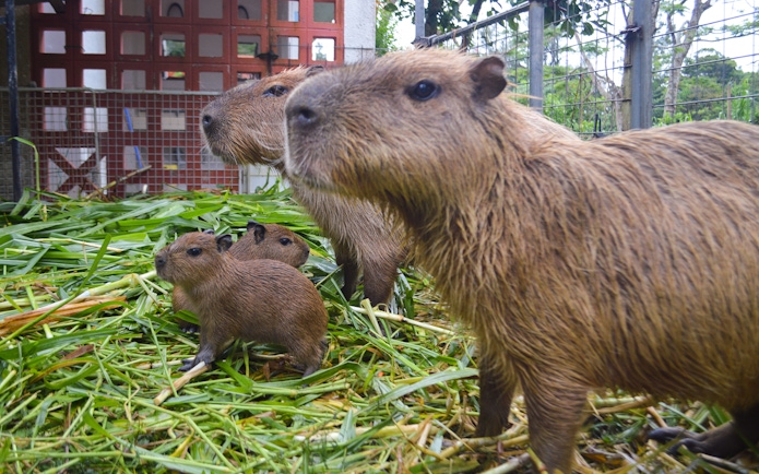 Capybaras in a grassy enclosure at Okinawa Neo Park.