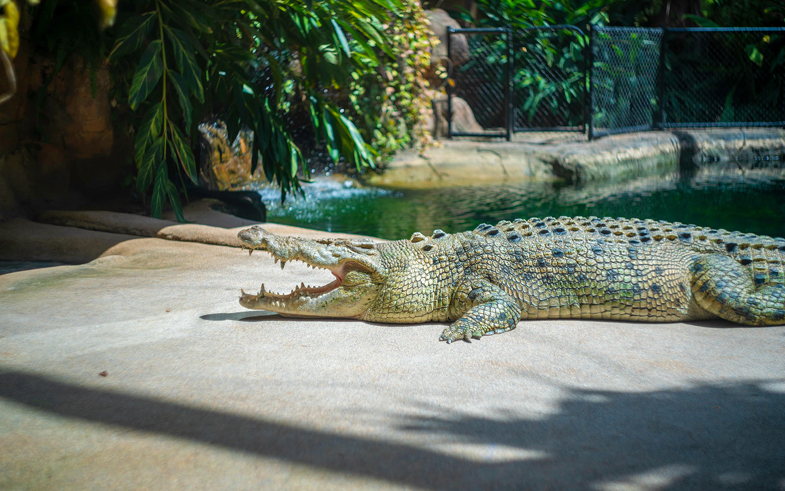 Saltwater crocodile habitat